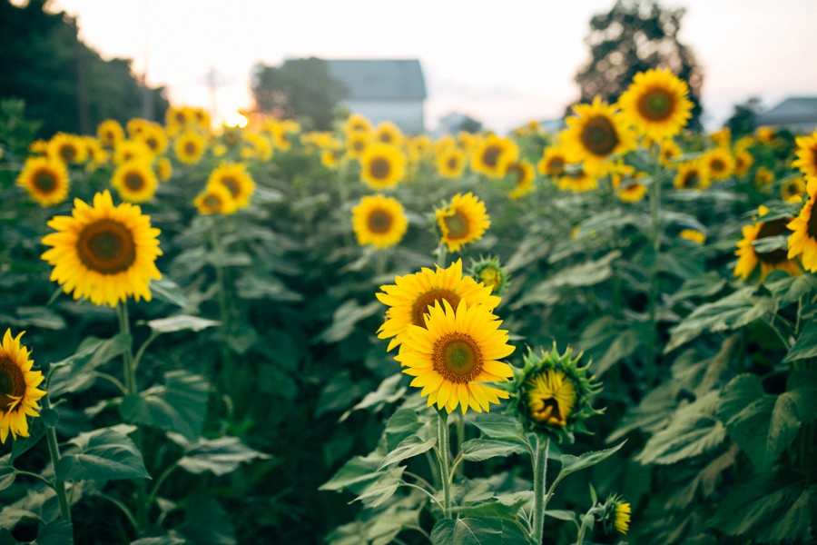 Image of Malisa + Mat | Sunflower Field Engagement | Washington DC Wedding Photography Malisa + Mat | Sunflower Field Engagement | Washington DC Wedding Photography